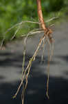 Reed canarygrass